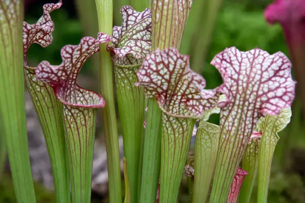 10 tips for growing carnivorous plants