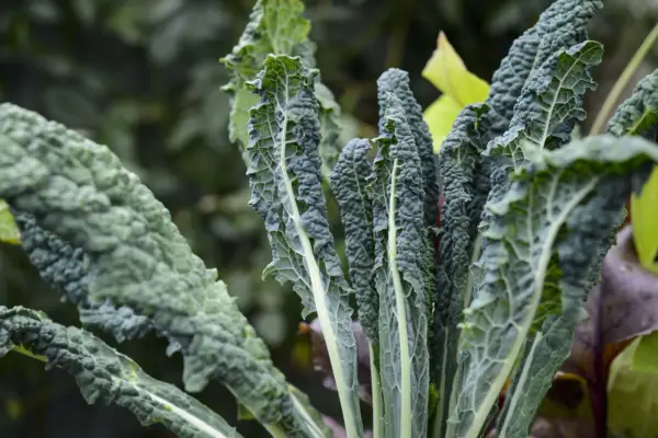 Brassica Oleracea '검은 양배추'