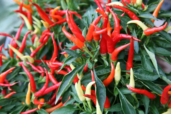 Capsicum an „Medusa”