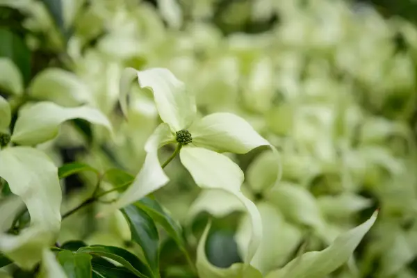 Cornus Florida 'White Cloud'