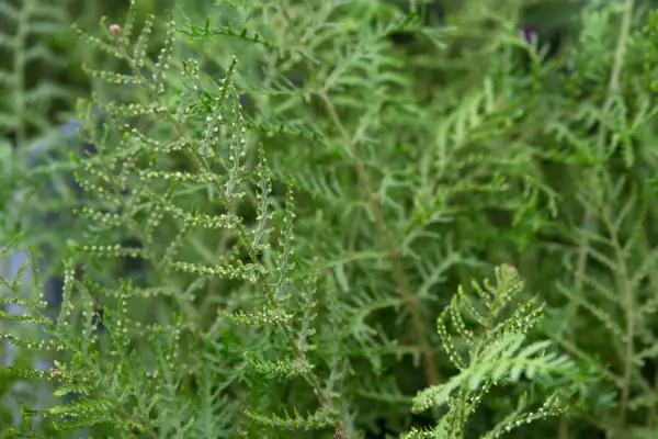 Dryopteris Filix-Mas „Linear Polydactila”