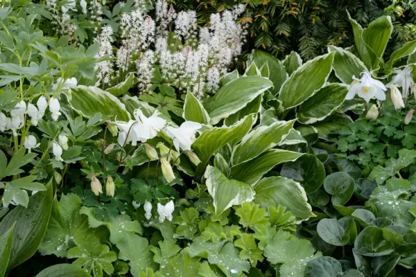 White themed border with tiarella and hostas