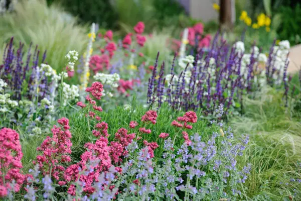 Red valerian growing with other flowering plants in a border