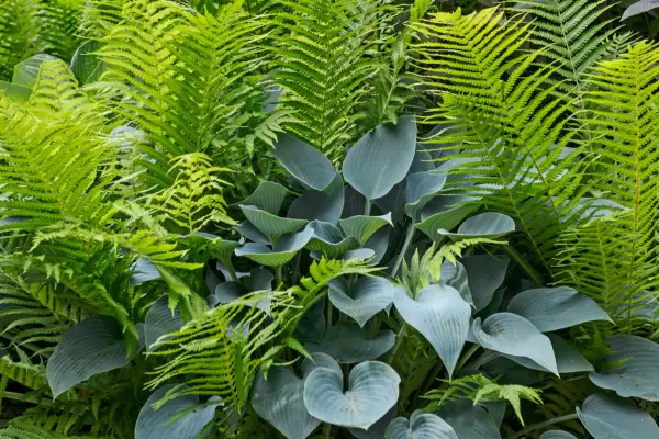 Hostas and ferns thrive in shady spots.