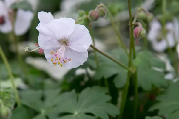 Geranium x Cantabrigiense 'Biokovo'