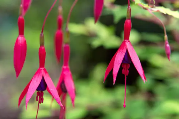 Hardy fuchsias at vokse