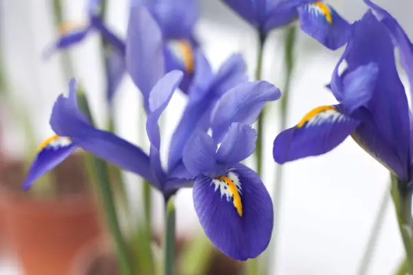 Iris reticulata 'Edward'