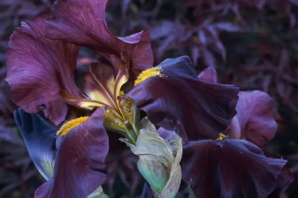 ראש המלחמה של איריס