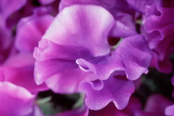 Lathyrus vůně Katie Alice '