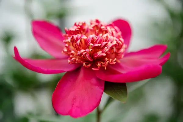 Paeonia Lactiflora 'Nippon Beauty'