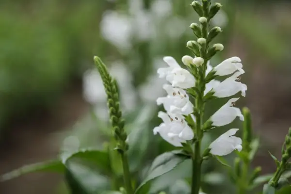 Physostegia Virginiana 'Crystal Peak White'