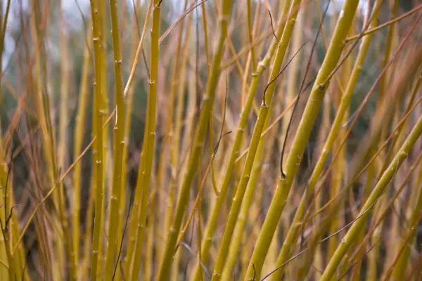 Salix Alba Subsp. Vitellina „Britzensis”