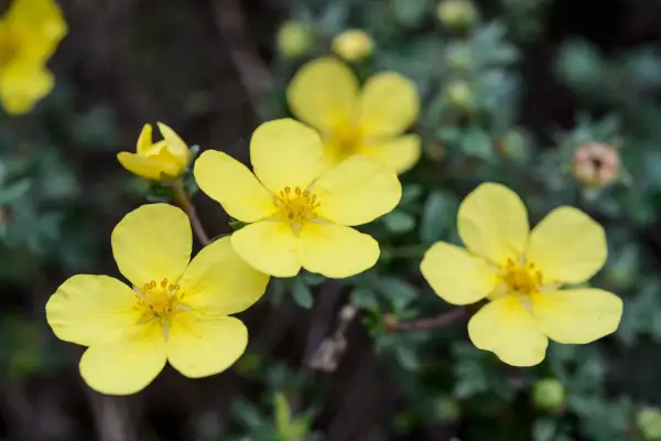 Potentilla fruticosa Elizabeth