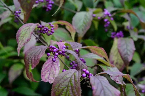 Callicarpa japonica Luxurians
