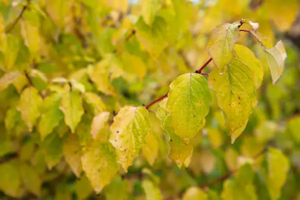Cornus Midwinter Fire