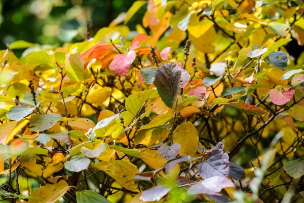 Fothergilla monticola
