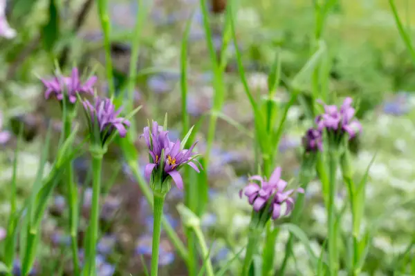 Salsify, Tragopogon porrifolius