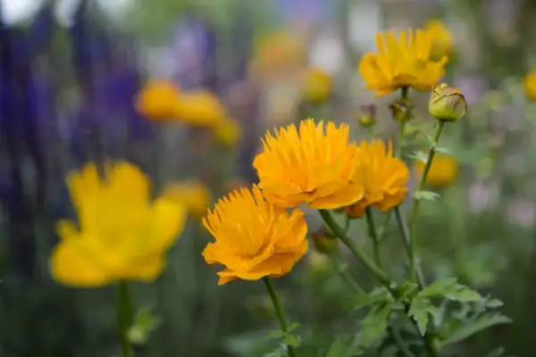 להבת הריקודים של טרוליוס