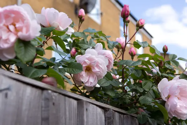 Climbing rose Rosa 