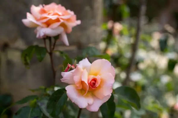 Climbing rose Rosa 