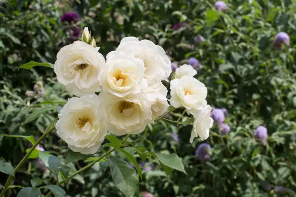 Climbing rose Rosa 