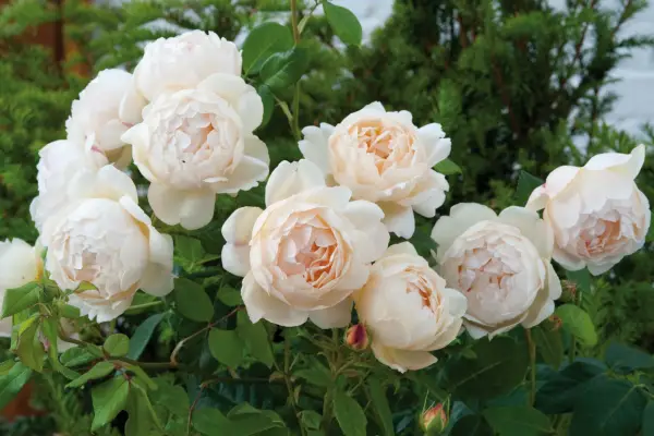 Climbing rose Rosa 