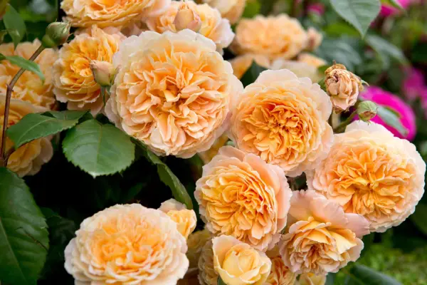Mid-orange, ruffled blooms of rose 
