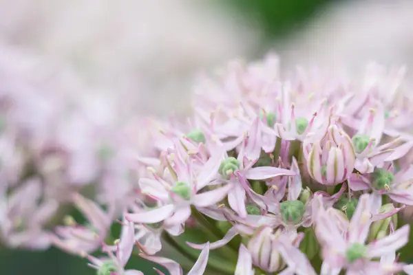 Allium „Jewel Pink”
