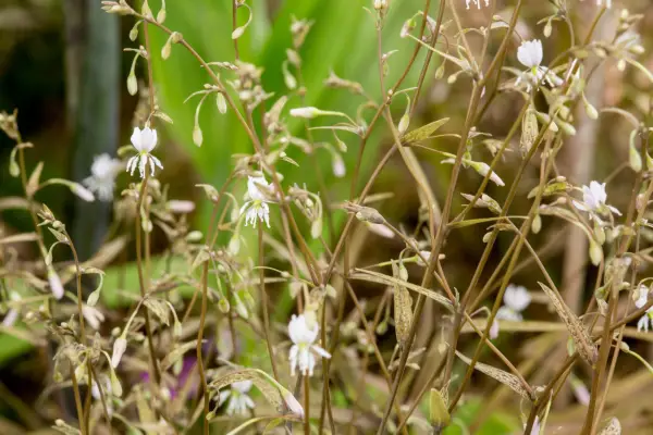 Arthropodium weiß 'gefärbt'