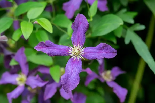 Clematis viticella 