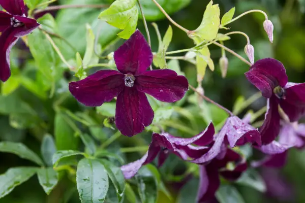 Clematis viticella Black Prince