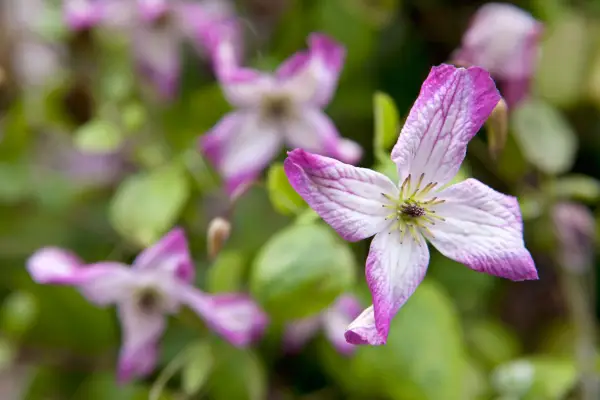 Clematis viticella 