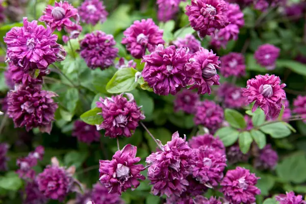 Double, purple-pink flowers of Clematis viticella 