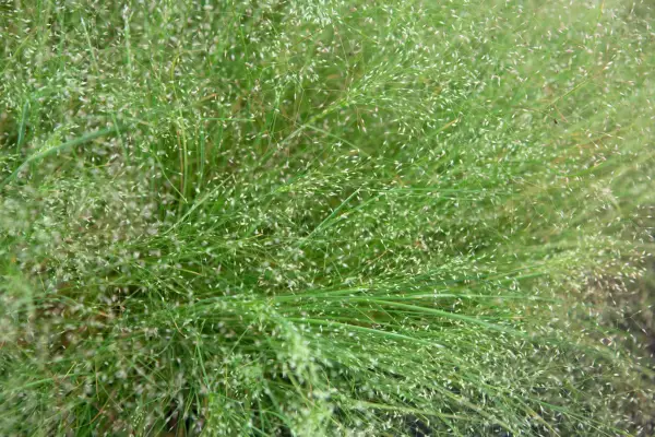 Agrostis grass foliage and seeds