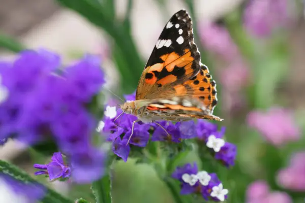 Painted lady (Vanessa cardui)