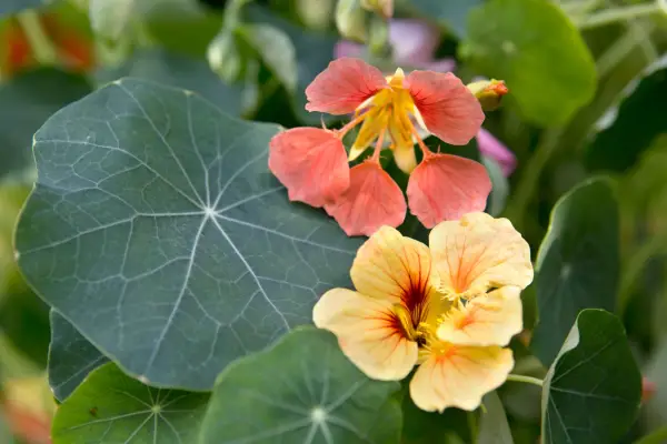 Nasturtium (Tropaeolum majus) flowers and foliage
