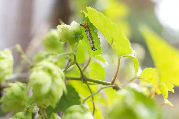 Hops (Humulus lupulus) foliage with comma butterfly caterpillar