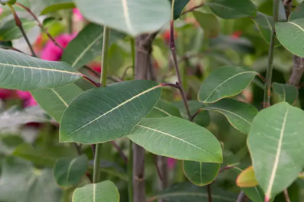 Foot-catkin willow (Salix magnifica) foliage and leaves
