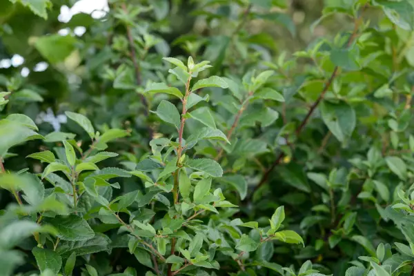 Blackthorn (Prunus spinosa) foliage and leaves