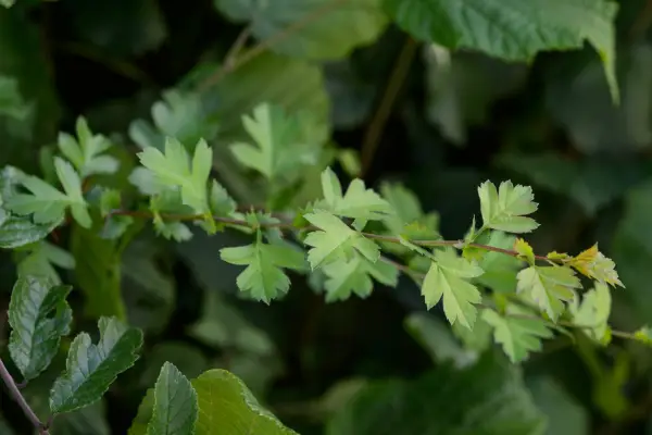Hawthorn (Crataegus monogyna) leaves and foliage