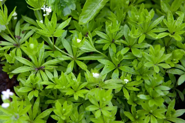 Sweet bedstraw (Galium odoratum) foliage and leaves