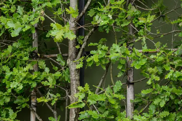 Oak (Quercus robur) leaves and foliage