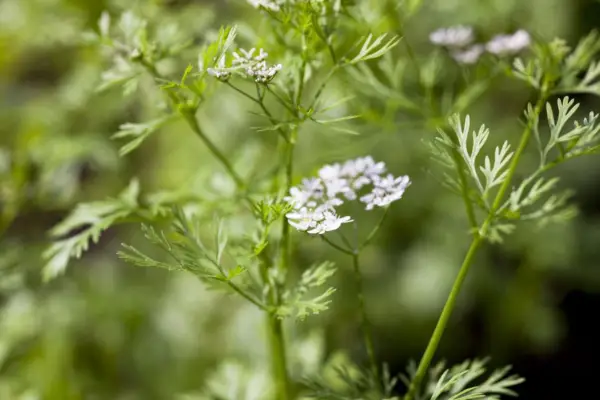 Coriander - Coriandrum sativum