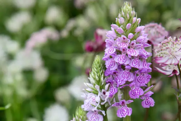Dactylorhiza x braunii