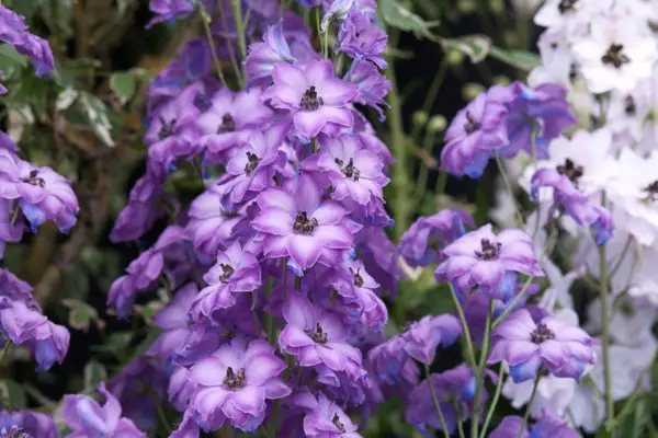 Delphinium „Michael Ayres“