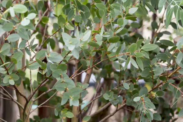 Eucalyptus coccifera