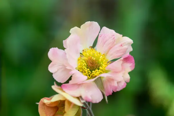 Geum „Mai Tai”