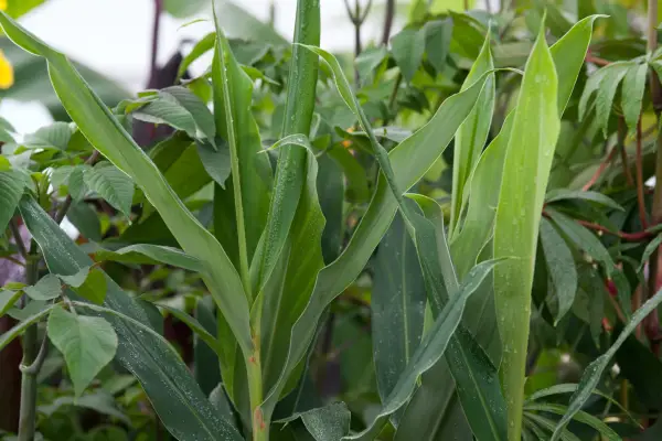 Hedychium Scarlet 'Tara'