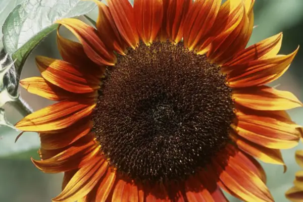 Helianthus annuus 'חזיזים'