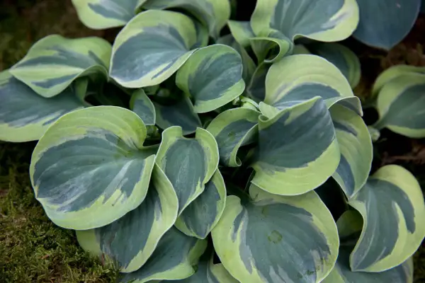 Hosta „Urechile de mouse înghețate”